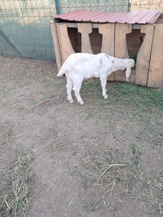 Vând iezi rasa anglo nubian 1000 lei bucata