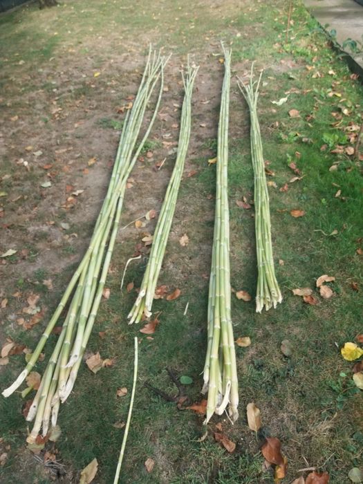 Vand BAMBUS producție 2025.