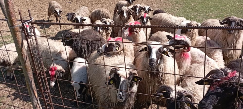 Vând oi tinere  frumoase