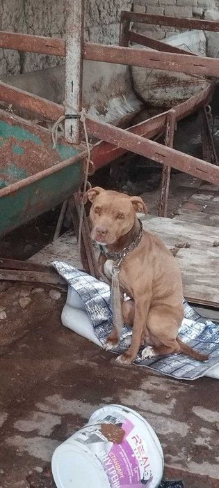 Ит сотилади ёки алмаштирилади