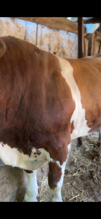 Buqala sotiladi qiziqanla tel