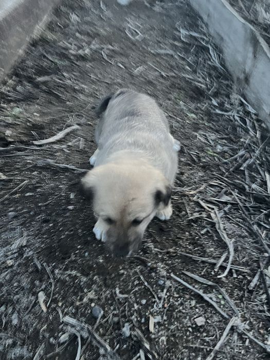 Отдам даром щенков