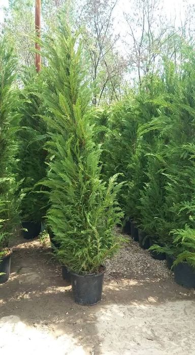 Chiparos leylandii la ghiveci sau la balot