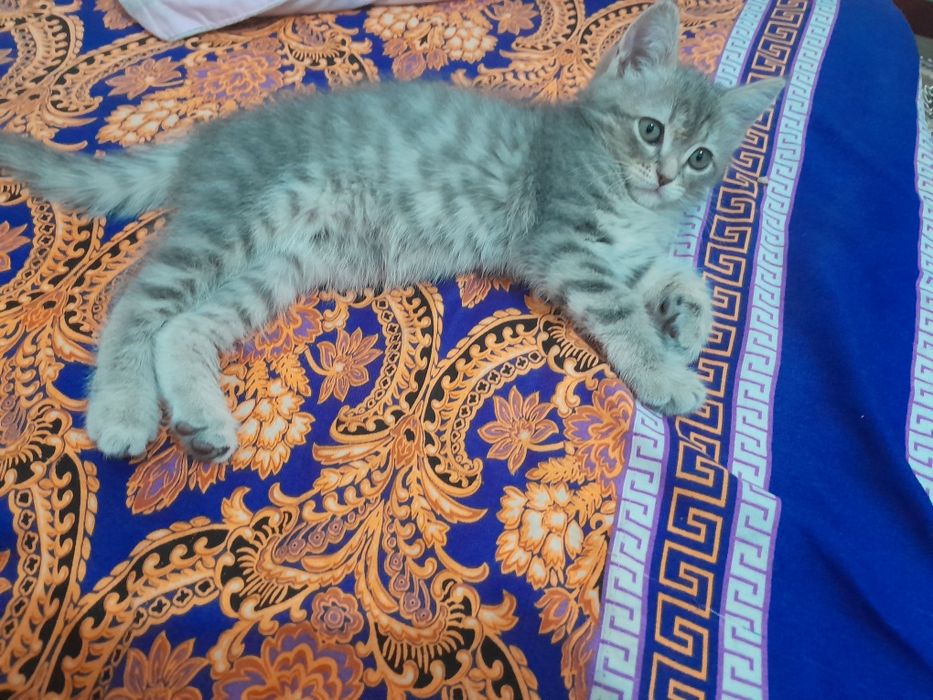 Отдам котёнка девочка