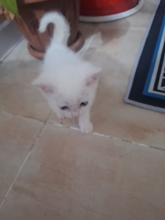 Котята 2-месячные