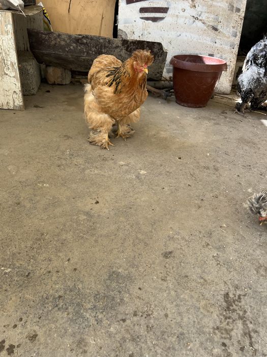 Bita xuroz ikkta tovuq sotiladi brama