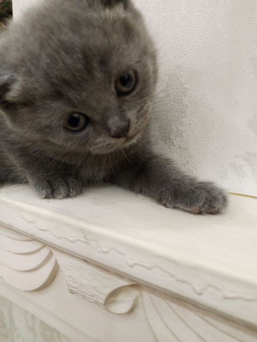 Mushuk bollari sotiladi. 800000 som. Toza qonli