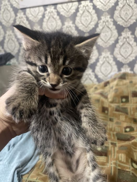 Отдам Котят в хорошие руки