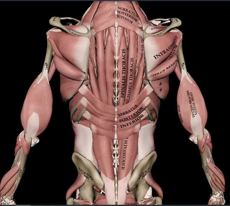 Курс „фитнес инструктор“