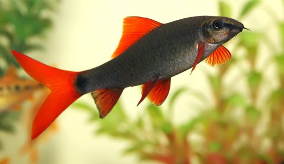 Рыбки для акварюма