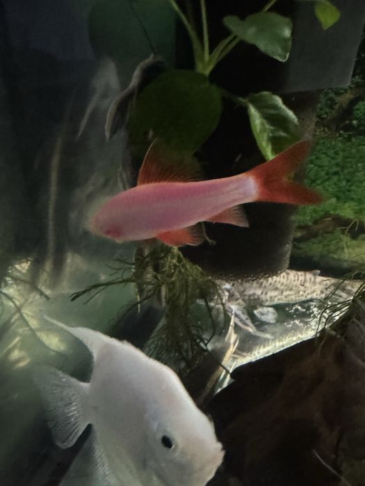 Acvariu  complet 200 l si acvariu 100 l