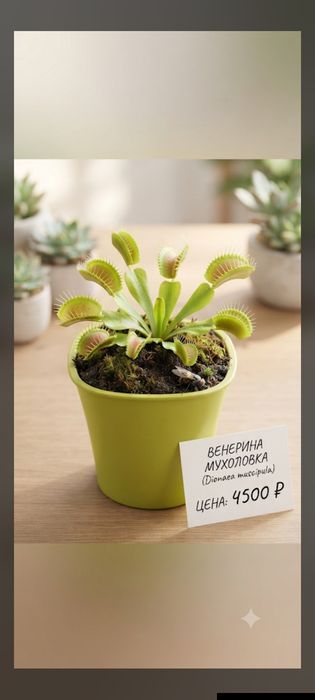 Комнатный хищник — Венерина Мухоловка.