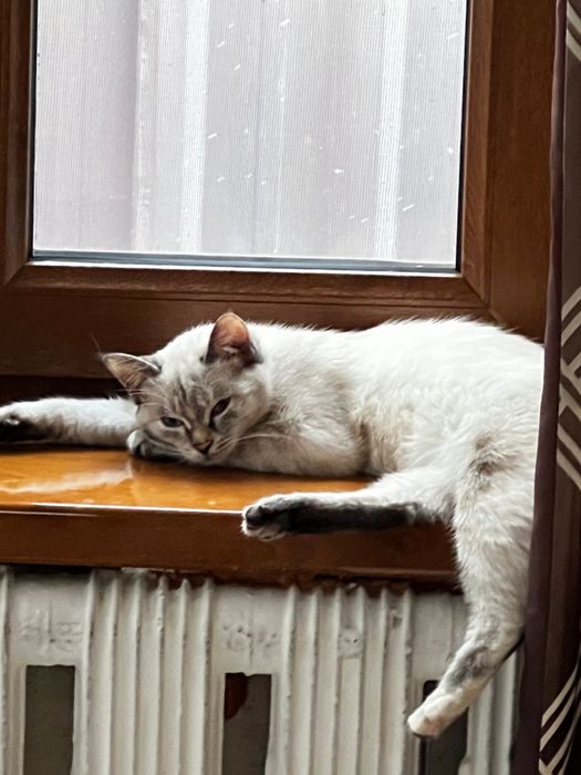 Отдаю кошку в хорошие руки