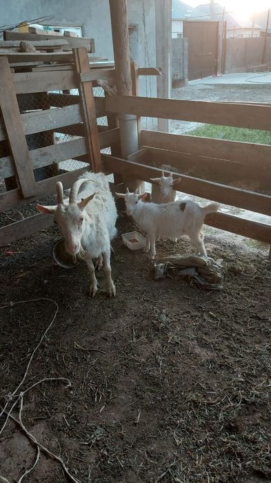 Сутти ешки сатылады