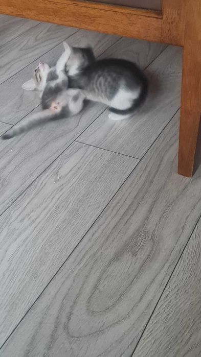 Donez pui pisica