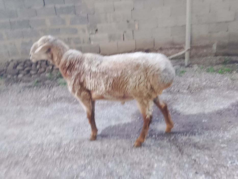 Кошкар сатылады  кошкар