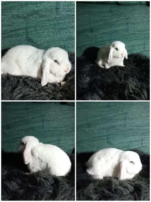 карлик алмаз глаз самец