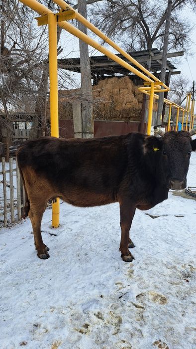 Продам Корову и бычок