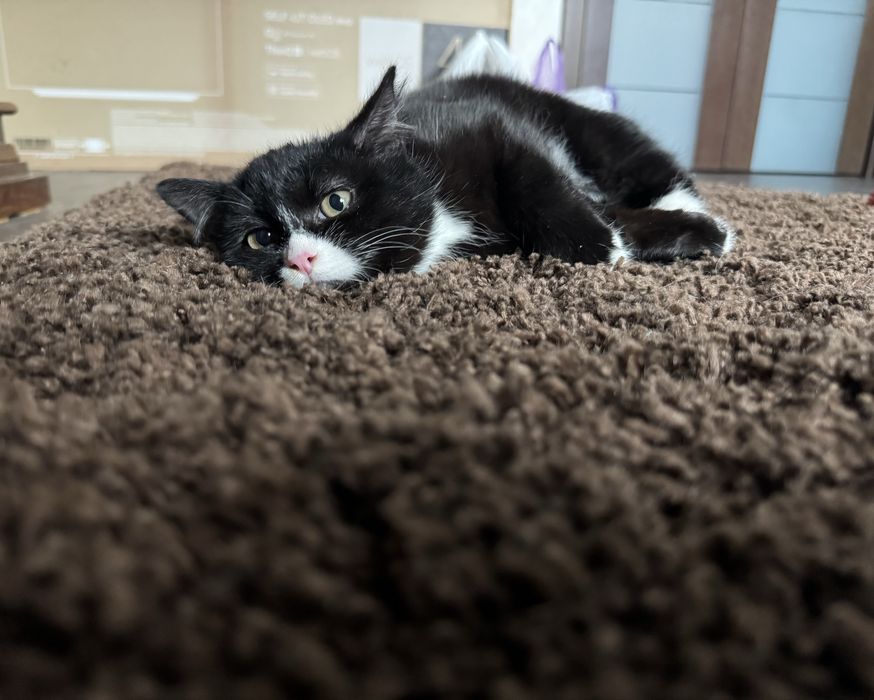 Дарю кошечку.