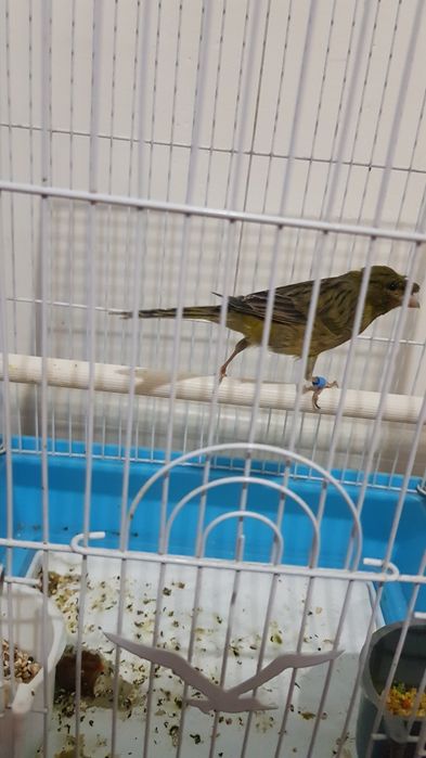 Хар хил турдаги канарейкалар