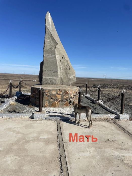 Чистокровные ТАЗЫ!