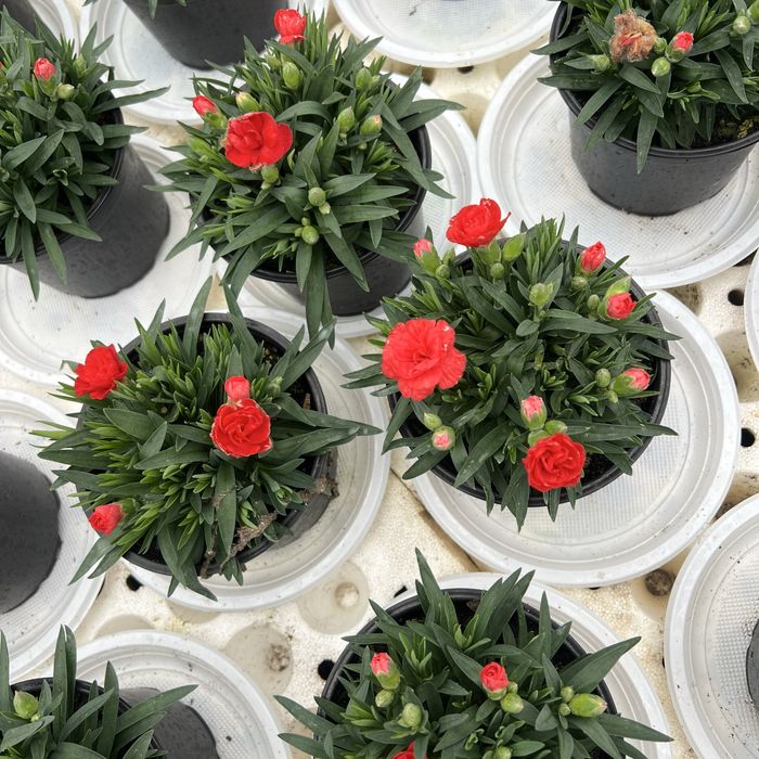 Студоустойчив карамфил