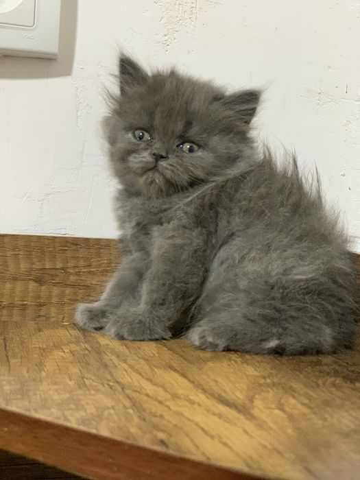 Mishel porno aktrisa porno filmlar