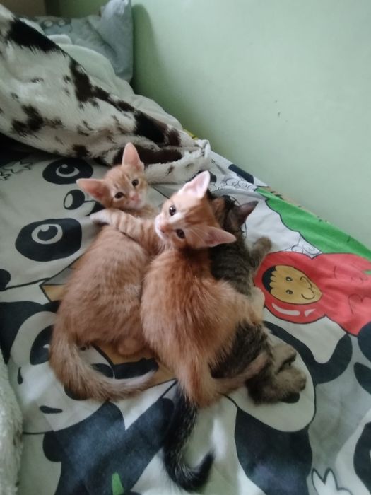 Котята в хорошие руки