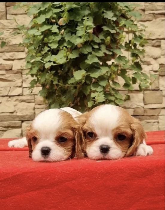 Кавалер кинг чарльз