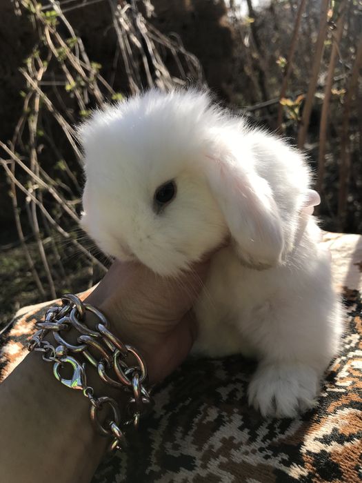 Кролики декоративные ккрликовые