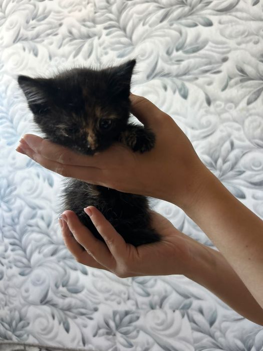Отдам котят .мальчики и девочка