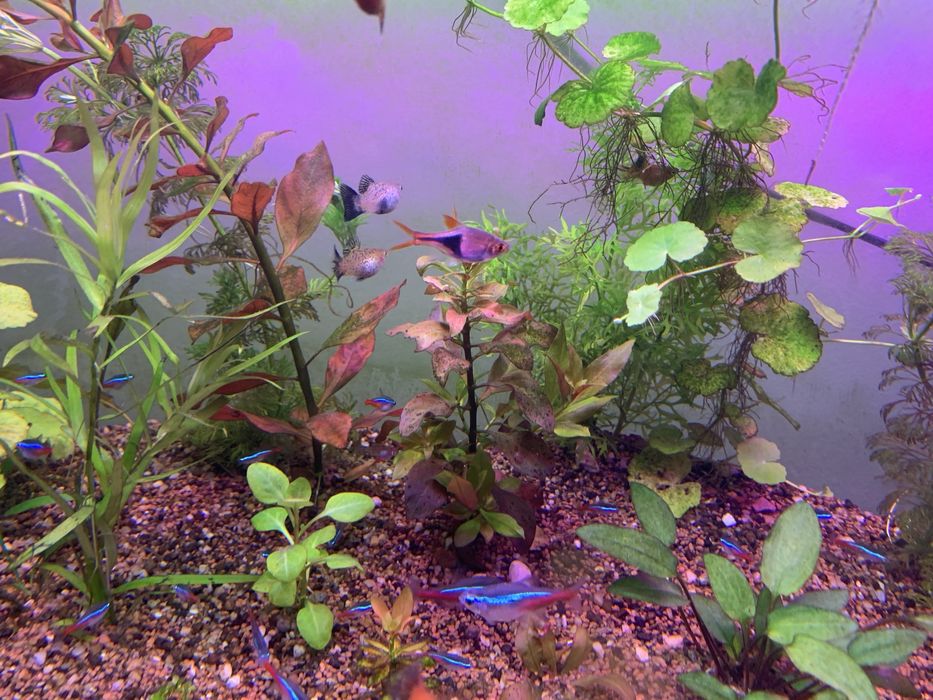 Plante /pachet generos