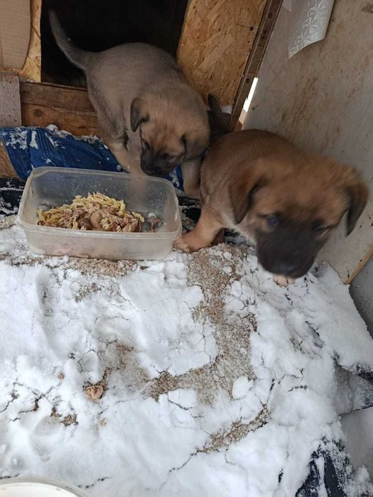 Щенки, 1,5 месяца