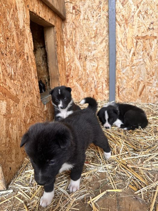 Шенки русско- европецской лайки