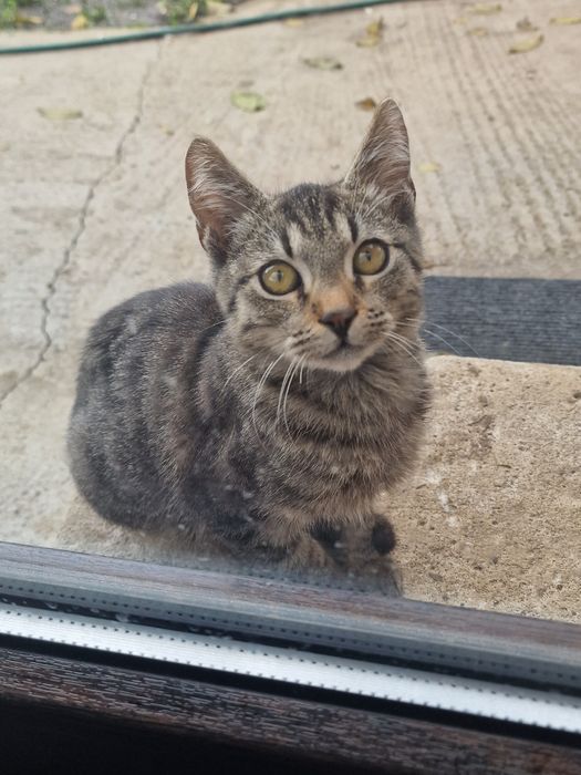 Spre adoptie trei pisoi