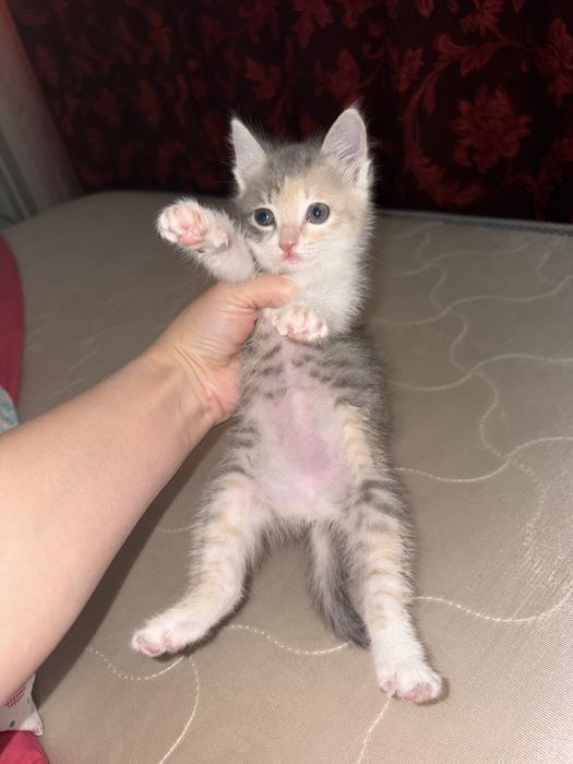 Котенок совсем крошка