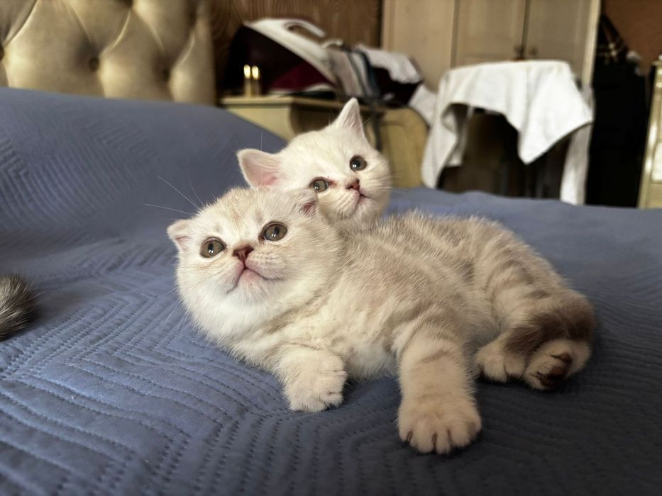 Вязка. Шотландский кот.