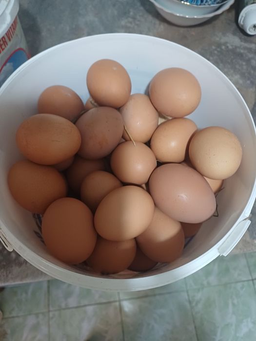 Oua de tara naturale