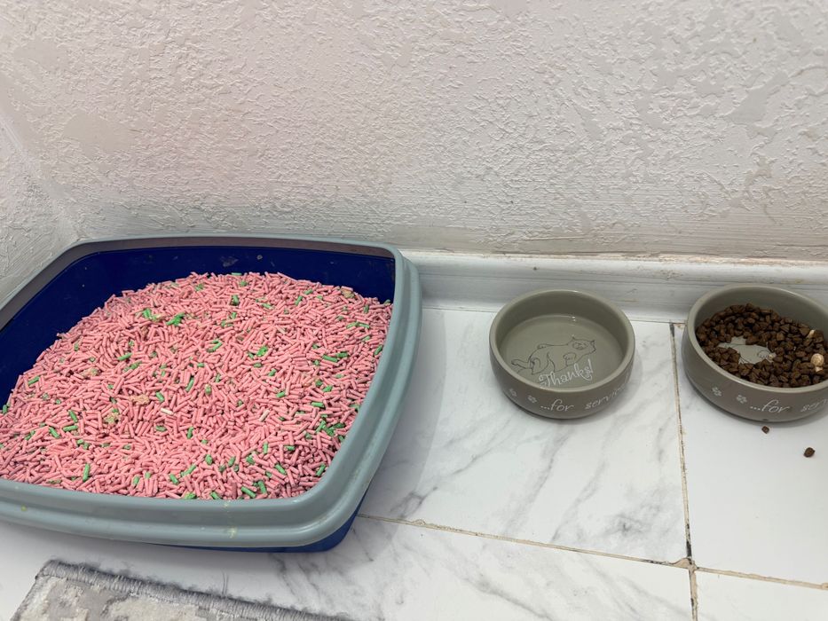 Кошка кошка кошка