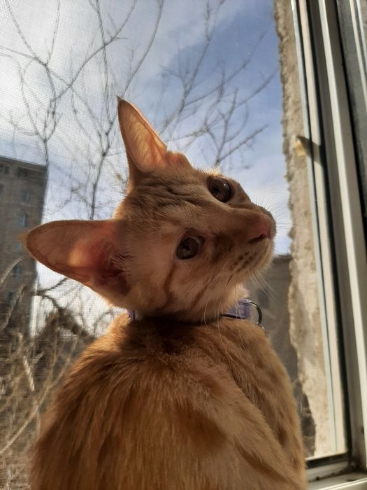 рыжая кошка(девочка)