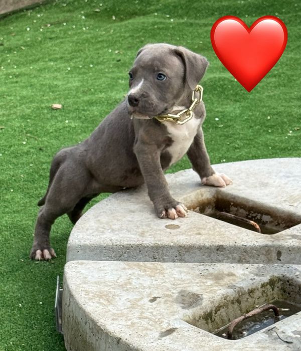 Amstaff blue.