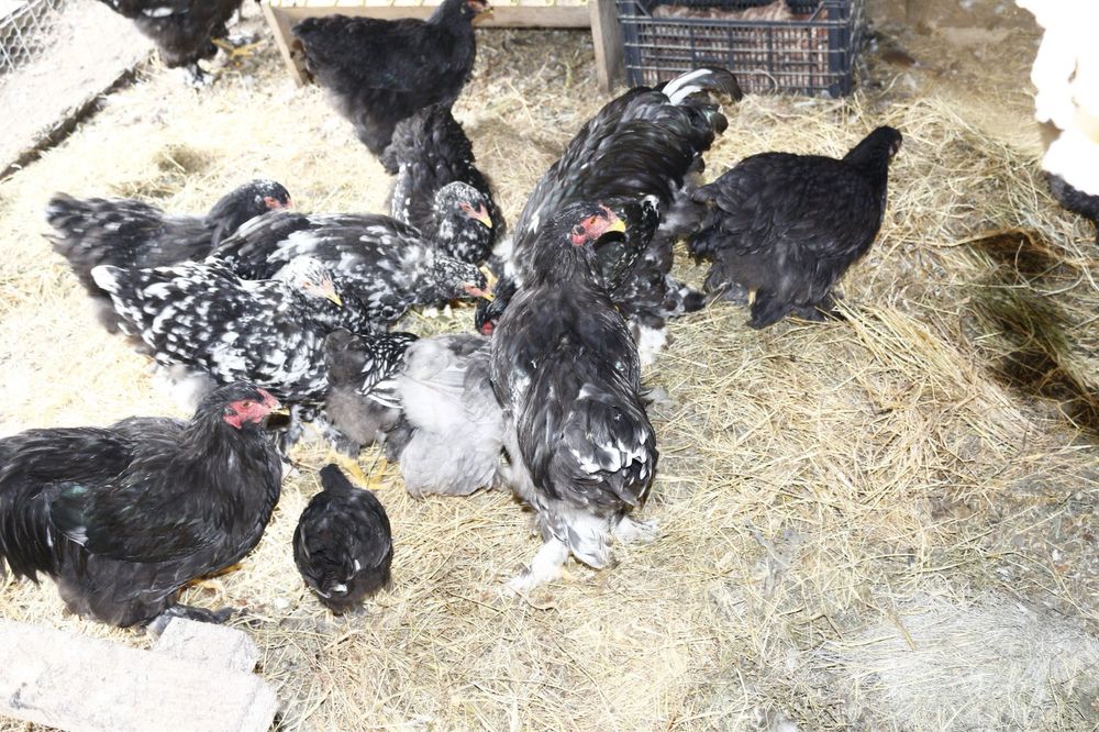 Vând păsări rasă pură Brahma Bobat