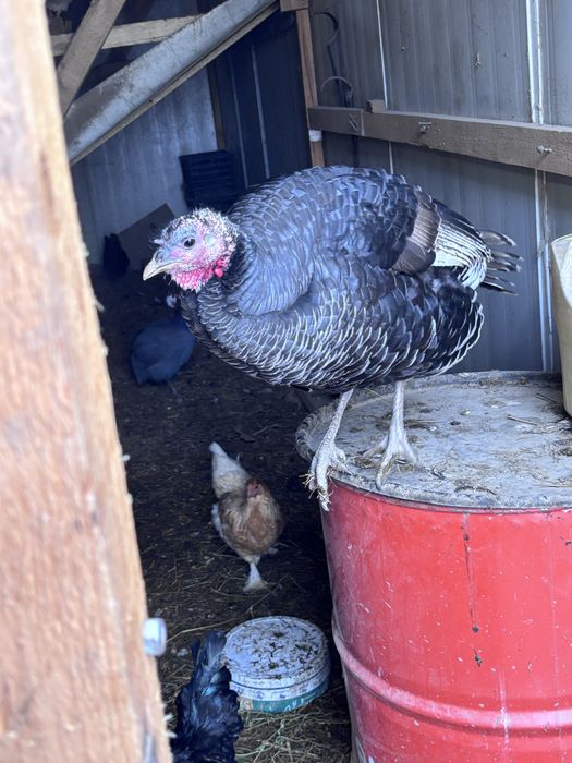 Продам молодых индюков