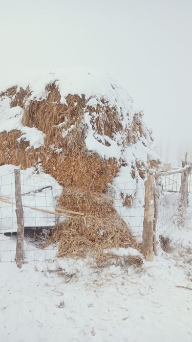 Срочно шөп сатылады