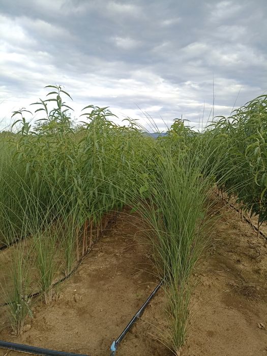 Pomi fructiferi de vânzare.Gyümolcsfa eladó.