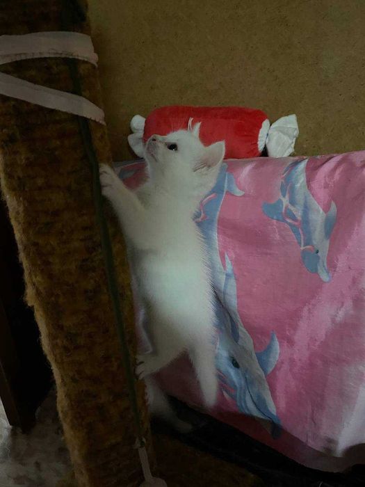 Отдаём котят в добрые руки