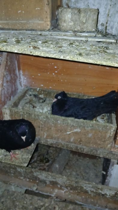 Продавам паламарски гълъби