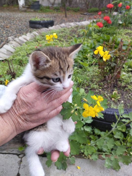 Отдам котят, девочки и мальчики, игривые