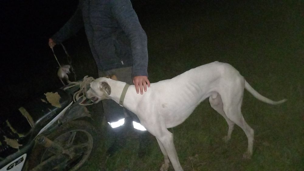 80000 мын грейхаунд