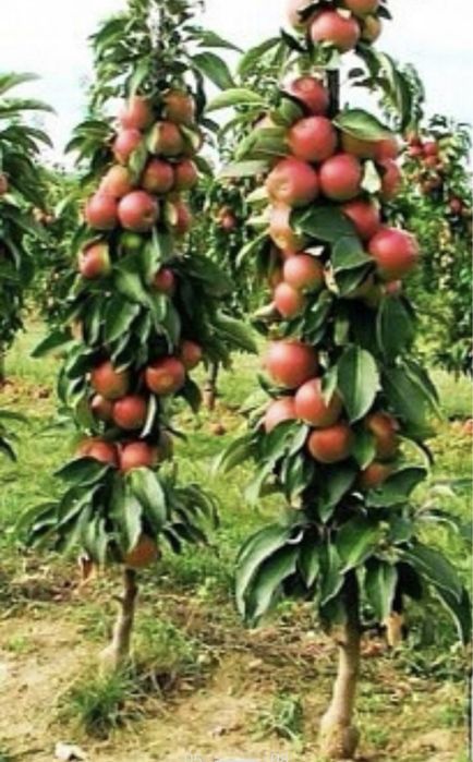 Pomi columnari orice soi anul 2/3/4 pe rod